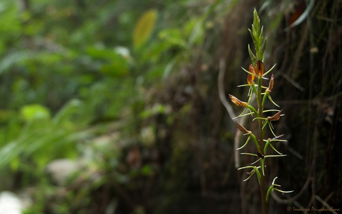 Cryptostylis arachnites (Blume) Hassk.